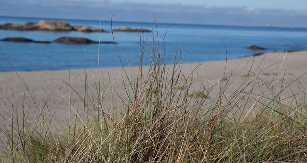 strand-med-gress