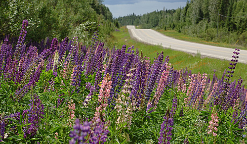 Lupin
