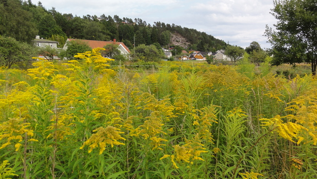 kanadagullris11.JPG (articledisplay)