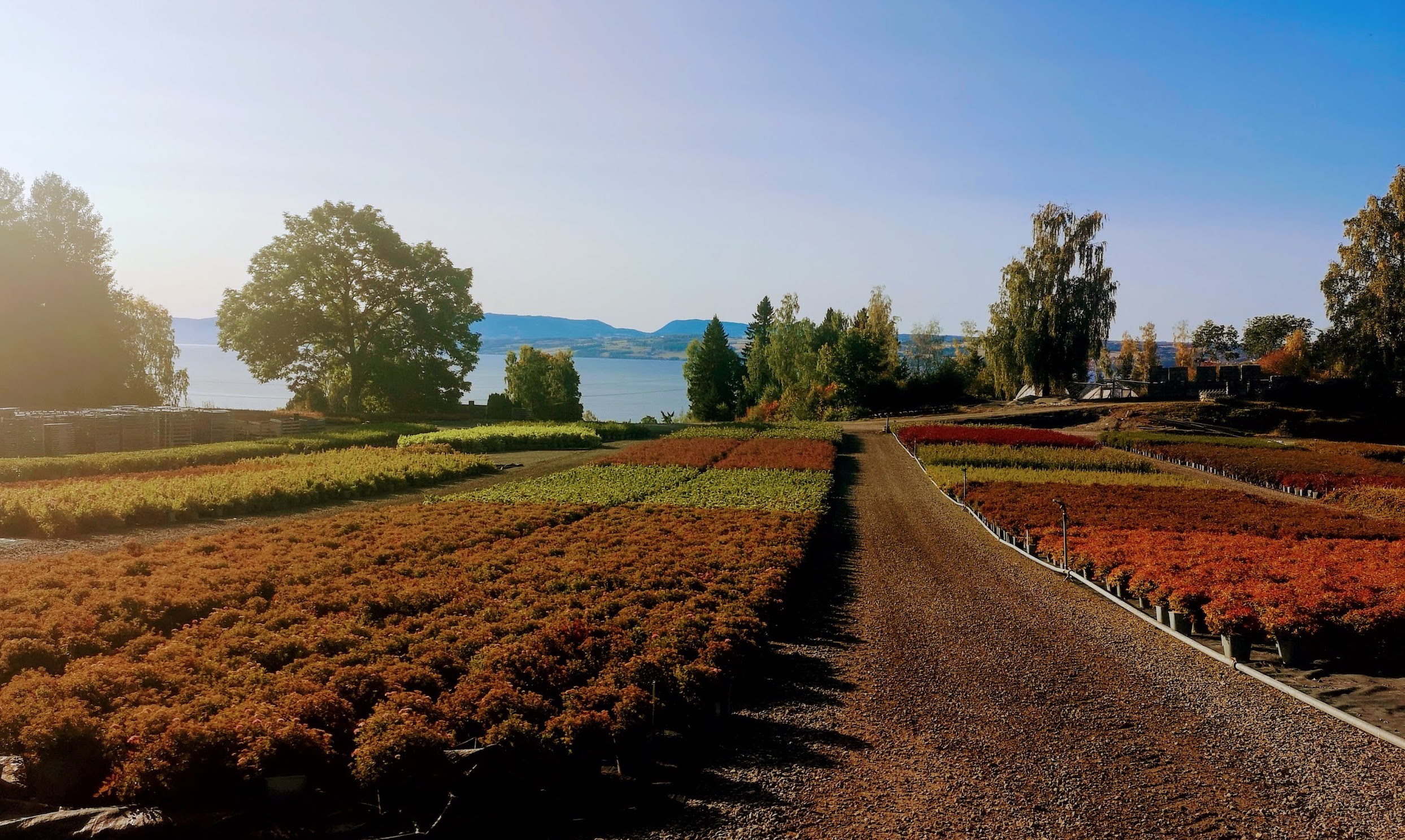 Baldishol planteskole