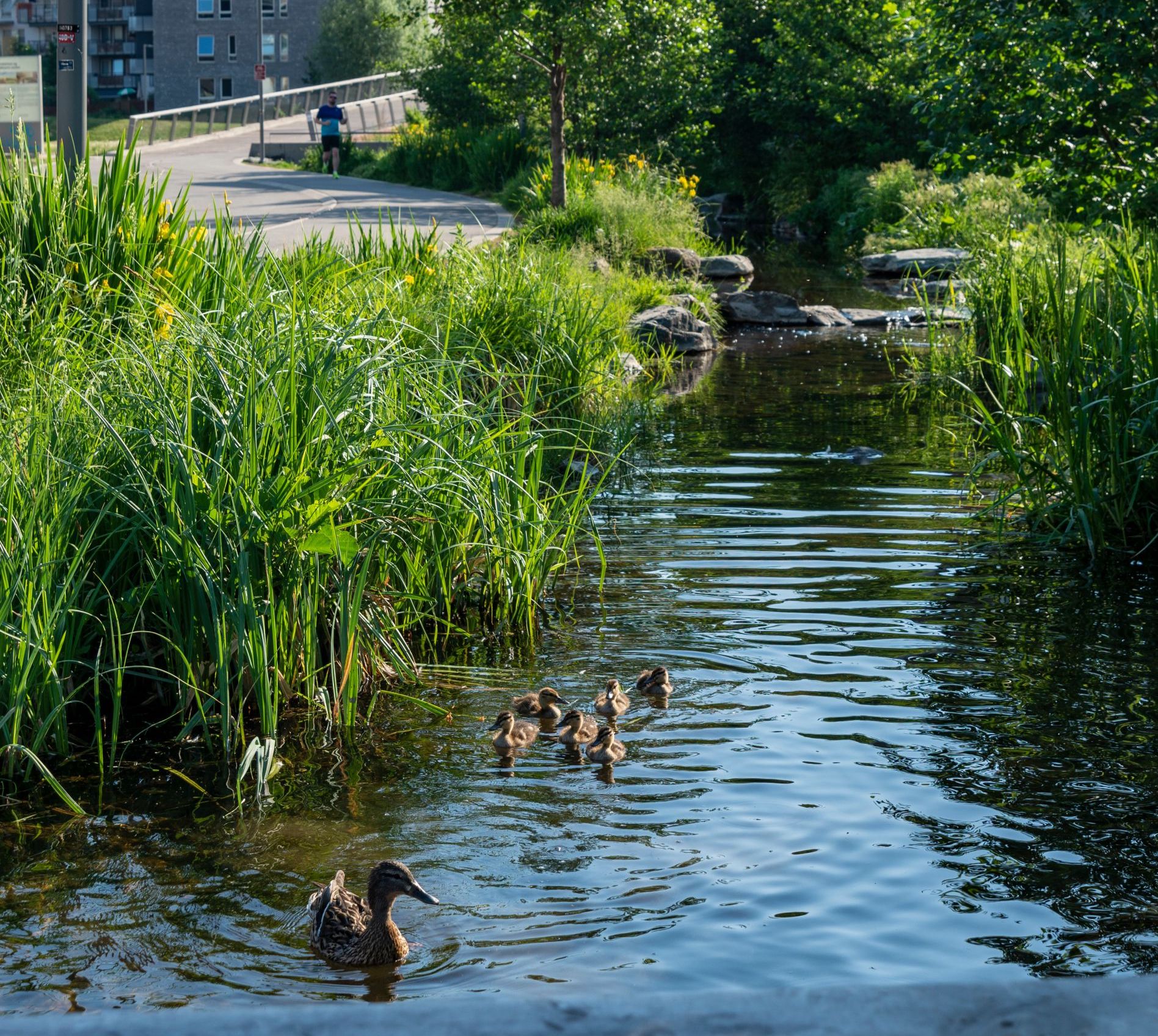 Hovinbekken 5 - Tiedemannsparken - andefamilie på tur - Nils Petter Dale