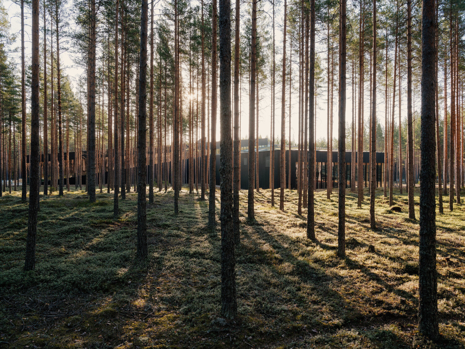 the-plus-forest-camp_einar-aslaksen_vestre