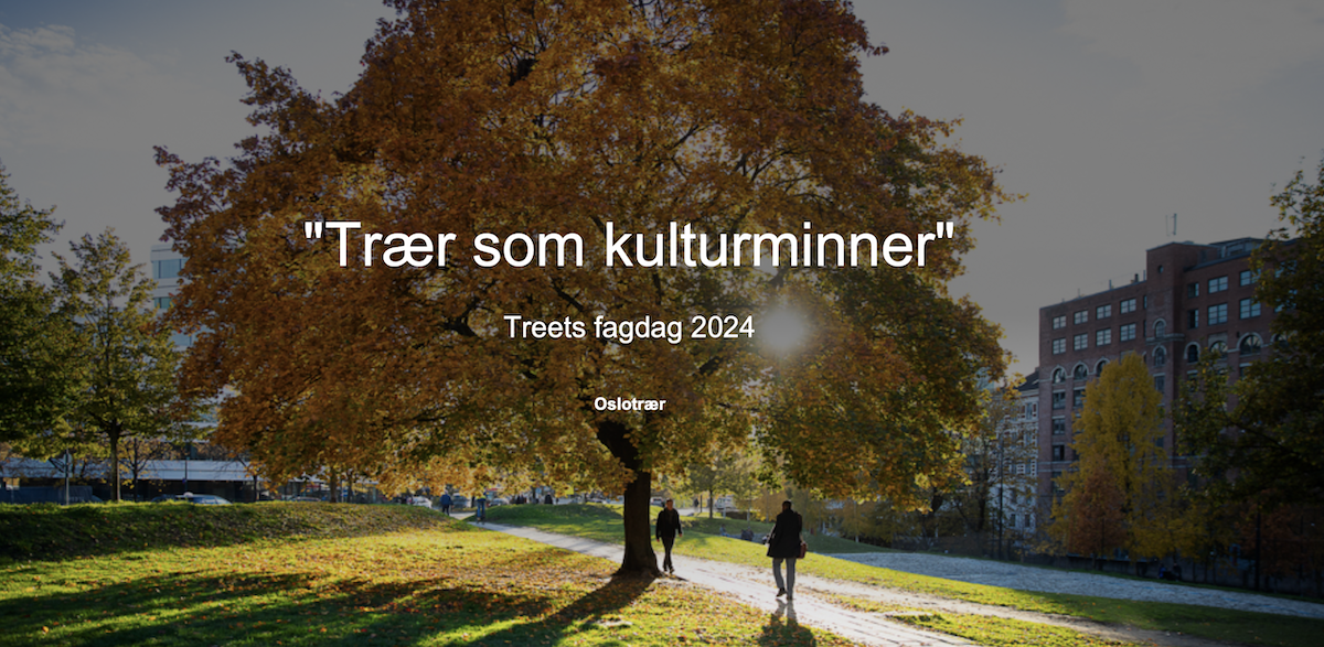 Trær som kulturminner