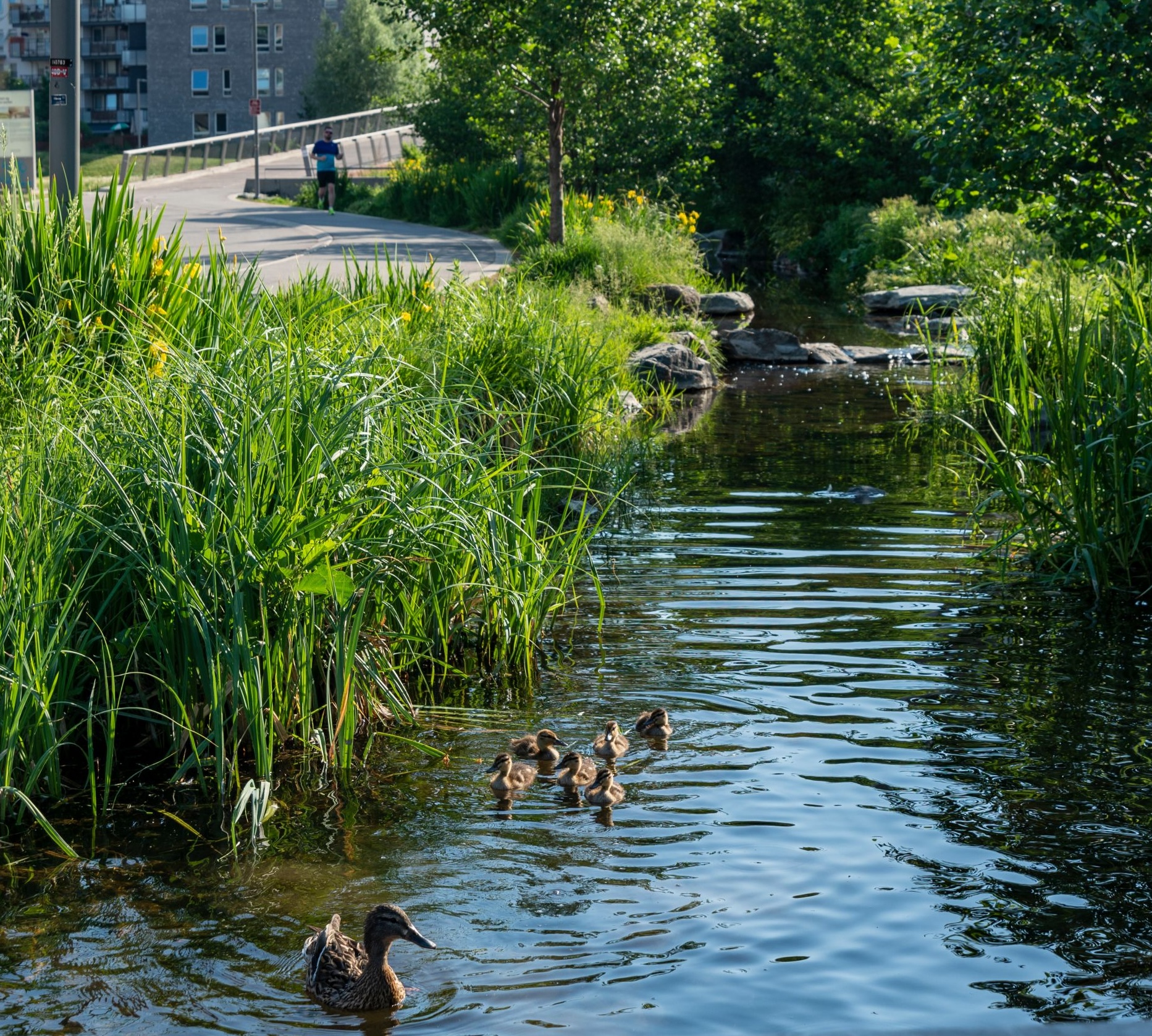 Hovinbekken 5 - Tiedemannsparken - andefamilie på tur - Nils Petter Dale