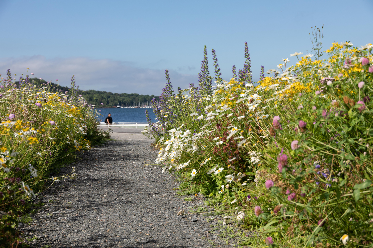 Sti_blomstereng_foto_Ingvild_Brekke_Myklebust