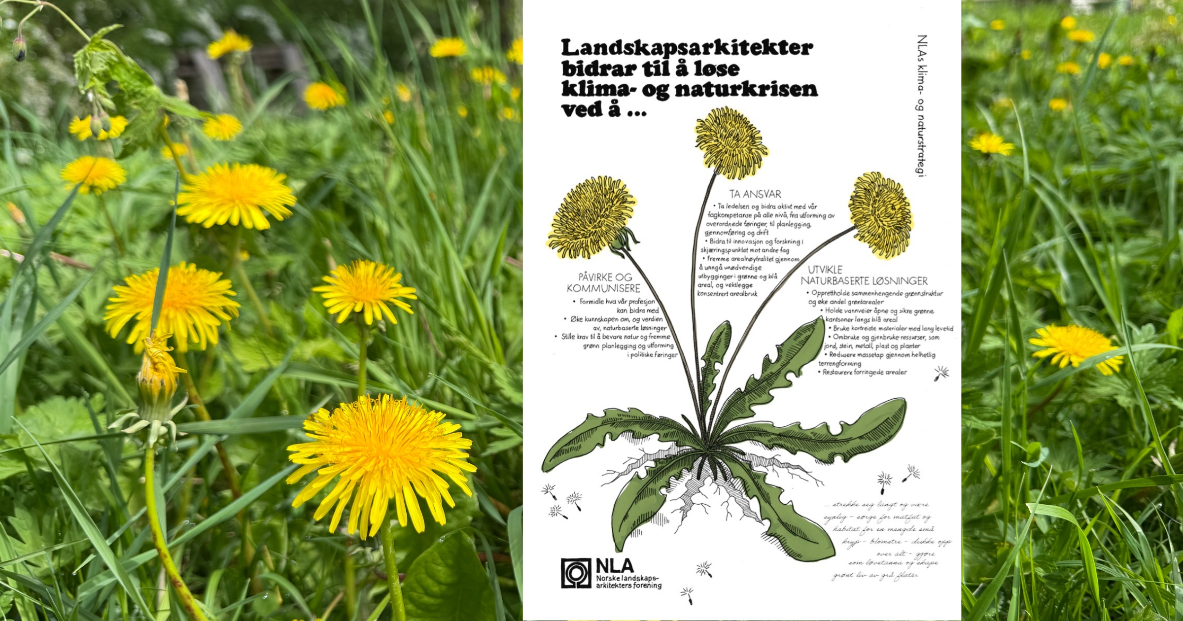 Løvetanneng_Mona_Vestli