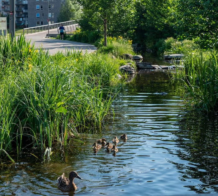 Hovinbekken 5 - Tiedemannsparken - andefamilie på tur - Nils Petter Dale